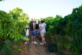 Vendimia en la Finca Toms Ferro de la UPCT