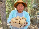 Nueva variedad de patata que resiste al cambio climtico