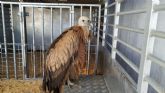 La Policía Local de Puerto Lumbreras rescata un ejemplar de buitre leonado