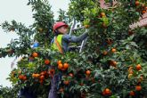 En Sevilla comienza la recogida de las naranjas amarga de los naranjos sevillanos