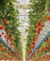 Agricultores mexicanos muestran que los Spacers de la murciana Hydroponic Systems pueden aumentar la produccin bajo invernadero hasta un 5%