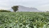 Almorad acoge una jornada tcnica para abordar las ltimas investigaciones sobre el cultivo de la alcachofa