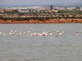 El Mar Menor, las Lagunas de Campotjar y Las Moreras se suman a las zonas de vigilancia respecto a la influenza aviar