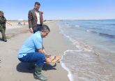 El Centro regional de recuperación de Fauna Silvestre ´El Valle´ libera el cien por cien de las tortugas marinas ingresadas
