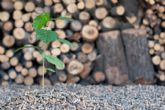 'La clave para prevenir incendios est en el aprovechamiento de la biomasa forestal como energa renovable'