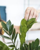 Como cuidar las plantas en verano para que sobrevivan al calor