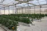 Agricultura analiza el comportamiento de diversos tipos de tomate en cultivo hidropnico sobre fibra de coco en invernadero