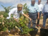 La Consejera propone a la Mesa del Vino el establecimiento de una figura de calidad para los viñedos de secano de la Regin