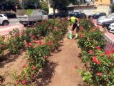 Toneladas de abono permitirn una mejor floracin de los miles de rosales plantados en el municipio