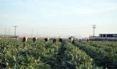 El Partido y la Juventud Comunista de la Regin de Murcia denuncian la insostenible situacin de los trabajadores del campo