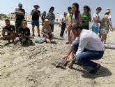 La Comunidad devuelve al mar 12 tortugas boba tras ser recuperadas y tratadas para aumentar su supervivencia