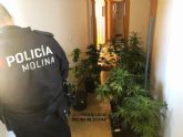 La Polica Local de Molina de Segura detiene a una persona por cultivo de marihuana tras quejas vecinales por el olor