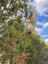 El grupo socialista pide que se actúe ante la gran presencia de bolsas de procesionaria en montes públicos El grupo socialista pide que se actúe ante la gran presencia de bolsas de procesionaria en montes públicos