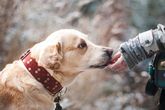 Los perros de asistencia y su labor prioritaria entre los colectivos con diversidad funcional