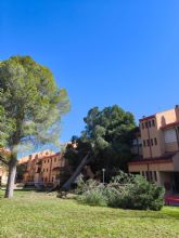 El Gobierno local de Molina de Segura hace balance de los daños materiales provocados por los fuertes vientos en el municipio el pasado fin de semana, con más de 114 intervenciones El Gobierno local de Molina de Segura hace balance de los daños materiales provocados por los fuertes vientos en el municipio el pasado fin de semana, con más de 114 intervenciones