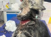 La Guardia Civil detiene a un vecino de Abarán por abandono y maltrato animal La Guardia Civil detiene a un vecino de Abarán por abandono y maltrato animal
