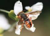 Agricultura estudia la implantacin de setos de vegetacin para la conservacin de polinizadores