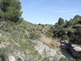 En la Regin de Murcia se llevan a cabo plantaciones de refuerzo y se crean nuevas poblaciones de especies de flora amenazadas