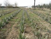 Agricultura estudia la viabilidad del cultivo de Aloe Vera en el Campo de Cartagena