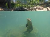 Nacen en Terra Natura dos cras de nutrias