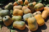 Algunos de los principales cocineros de la Regin ponen en valor variedades tradicionales de calabaza y calabacn