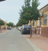 MC insta al Gobierno local a recoger las naranjas de las calles del municipio para evitar las incidencias higinico-sanitarias