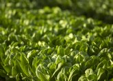 BASF ampla su portfolio de lechuga con variedades ms resistentes para cubrir todo el ciclo