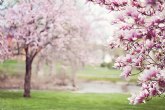 La falta de lluvia adelanta la primavera y dispara las alergias