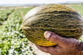 Los productores de melón y sandía aseguran que las lluvias de los últimos días no afectarán a la producción ni a su calidad