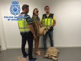 La Polica Nacional detiene a  dos personas por el robo de tres tortugas en una finca