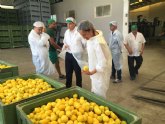 Agricultura inspecciona almacenes de ctricos para garantizar la calidad y ausencia de enfermedades de limones de importacin