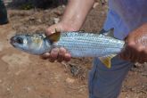 Mjoles marcados y liberados en el Mar Menor