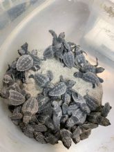 Nacen 40 cras de tortuga boba del nido localizado en La Manga