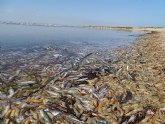 El Gobierno regional anuncia un paquete de ayudas para los sectores ms perjudicados por la crisis medioambiental que sufre el Mar Menor