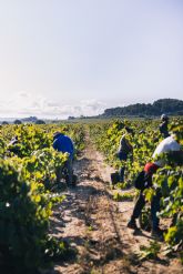 El Cava cierra una excelente vendimia cosechando 300 millones dekilos de uvas