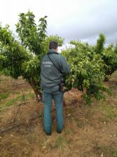 Orri intensifica el control sobre grandes explotaciones no autorizadas y detecta una parcela con ms de 10.000 plantas ilegales