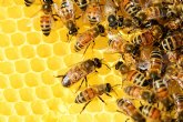 Da Mundial de las Abejas: ?Por qu estos insectos son fundamentales para el futuro de la alimentacin humana?