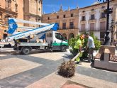 Plaza de España renovará su arbolado con la plantación de nuevos ejemplares para mejorar el sombraje y la imagen vegetal del entorno Plaza de España renovará su arbolado con la plantación de nuevos ejemplares para mejorar el sombraje y la imagen vegetal del entorno