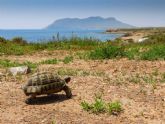 AMACOPE exige a Carreteras que impida las muertes de tortuga mora en el entorno de Cabo Cope