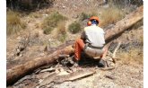 Talan y retiran la masa arbórea seca en el paraje de La Santa, a consecuencia de la sequía y las plagas fitosanitarias