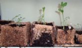 El Ayuntamiento de Campos del Ro posibilita la construccin de semilleros biodegradables por presos