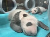 Incubadoras de ltima generacin para los nuevos gemelos panda del Zoo Aquarium de Madrid