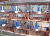 La Guardia Civil decomisa una docena de  aves fringlidas en un comercio de Lorca