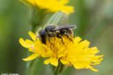 'Voluntariado ambiental en casa: ¡Crea una reserva para las abejas!'