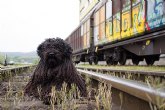 Renfe llevar a cabo una prueba piloto para viajar con perros de hasta 40kg en trenes AVE-Larga Distancia