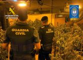 Desmantelan un invernadero indoor de marihuana en Abarán Desmantelan un invernadero indoor de marihuana en Abarán