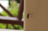 La poblacin de mosquito tigre disminuye este verano