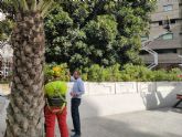 El ficus de la Plaza de Santo Domingo recibe una revisin integral para garantizar su seguridad