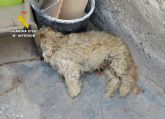 La Guardia Civil investiga a dos vecinos de guilas por abandono animal