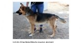 El Ncleo Zoolgico 'Sierra Ascoy' impulsa una campaña de adopcin de perros
